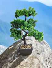 Load image into Gallery viewer, Bonsai Tree Decoration Boxwood 37cm
