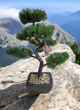 Load image into Gallery viewer, Bonsai Tree Decoration Fir Tree 37cm
