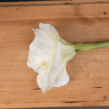 Load image into Gallery viewer, Classic White Amaryllis Flower
