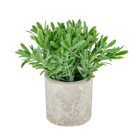 Buxus Plant In Stone Effect Pot