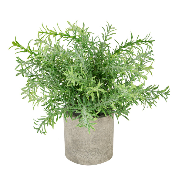 Rosemary Plant In Stone Effect Pot