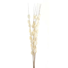 Load image into Gallery viewer, Bouquet Of Dried  Thlaspi Arvense
