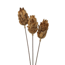 Load image into Gallery viewer, Bouquet Of Dried Protea
