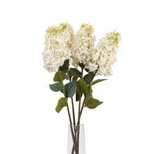 Load image into Gallery viewer, White  Spear Hydrangea
