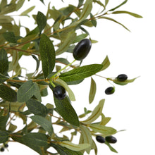 Load image into Gallery viewer, Calabria Olive Tree
