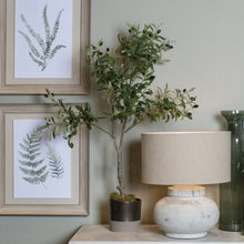 Load image into Gallery viewer, Calabria Small Olive Tree
