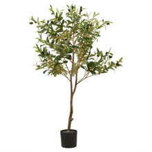 Load image into Gallery viewer, Calabria Small Olive Tree
