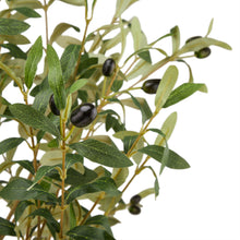 Load image into Gallery viewer, Calabria Large Olive Tree
