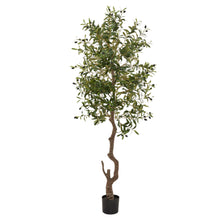 Load image into Gallery viewer, Calabria Large Olive Tree
