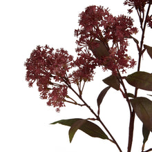 Load image into Gallery viewer, Medium Burgundy Smokebush Stem
