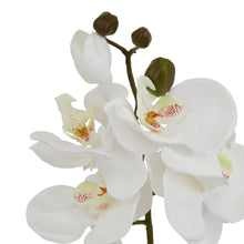 Load image into Gallery viewer, White Butterfly Orchid Stem
