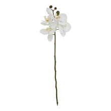 Load image into Gallery viewer, White Butterfly Orchid Stem
