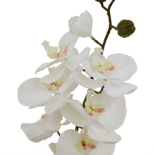 Load image into Gallery viewer, Large White Butterfly Orchid Stem
