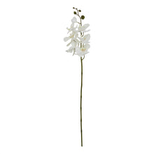 Load image into Gallery viewer, Large White Butterfly Orchid Stem
