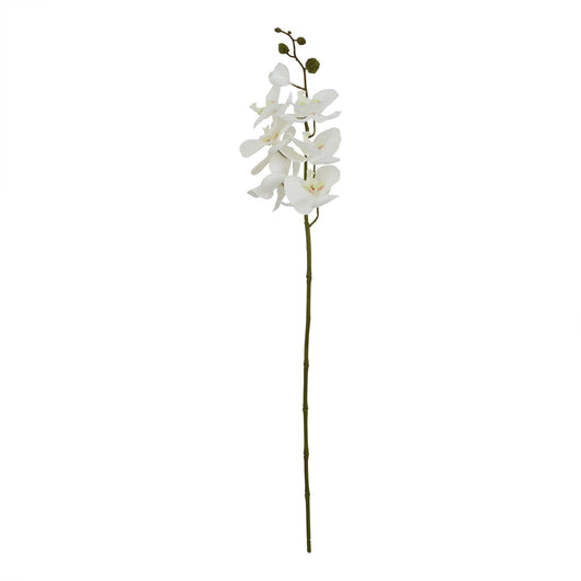 Large White Butterfly Orchid Stem