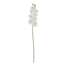 Load image into Gallery viewer, Tall White Butterfly Orchid Stem
