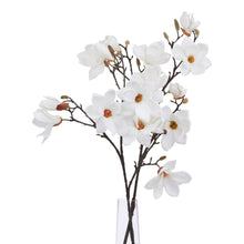 Load image into Gallery viewer, The Natural Garden Collection White Magnolia Stem
