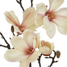 Load image into Gallery viewer, The Natural Garden Collection Pale Apricot Magnolia Stem
