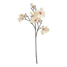 Load image into Gallery viewer, The Natural Garden Collection Pale Apricot Magnolia Stem
