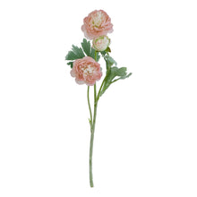 Load image into Gallery viewer, The Natural Garden Collection Pink Ranunculus
