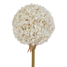 Load image into Gallery viewer, The Natural Garden Collection White Allium
