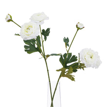 Load image into Gallery viewer, The Natural Garden Collection White Ranunculus
