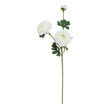 Load image into Gallery viewer, The Natural Garden Collection White Ranunculus
