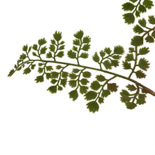 Load image into Gallery viewer, The Natural Garden Collection Maidenhair Fern Stem
