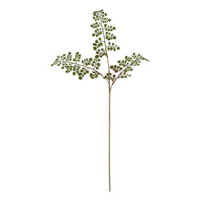 Load image into Gallery viewer, The Natural Garden Collection Maidenhair Fern Stem
