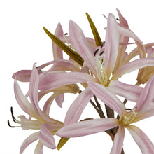 Load image into Gallery viewer, The Natural Garden Collection Pink Lily Stem
