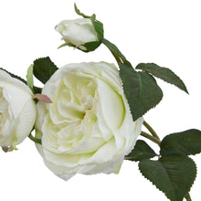 Load image into Gallery viewer, The Natural Garden Collection White Charity Rose
