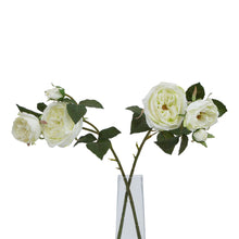 Load image into Gallery viewer, The Natural Garden Collection White Charity Rose
