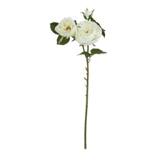 Load image into Gallery viewer, The Natural Garden Collection White Charity Rose
