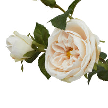 Load image into Gallery viewer, The Natural Garden Collection Palest Blush Charity Rose
