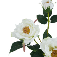 Load image into Gallery viewer, The Natural Garden Collection White Tea Rose
