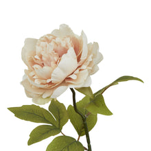 Load image into Gallery viewer, The Natural Garden Collection Blush Peony
