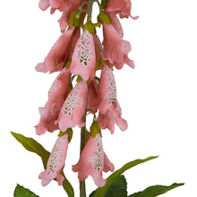 Load image into Gallery viewer, The Natural Garden Collection Pale Pink Foxglove
