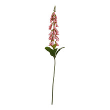 Load image into Gallery viewer, The Natural Garden Collection Pale Pink Foxglove
