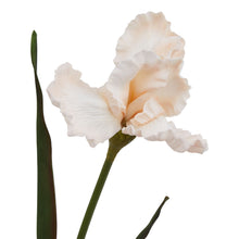 Load image into Gallery viewer, The Natural Garden Collection Pale Apricot Fringed Iris
