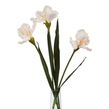 Load image into Gallery viewer, The Natural Garden Collection Pale Apricot Fringed Iris
