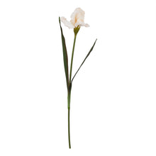 Load image into Gallery viewer, The Natural Garden Collection Pale Apricot Fringed Iris
