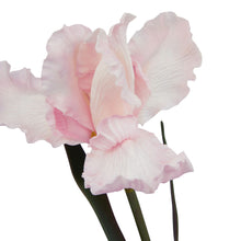 Load image into Gallery viewer, The Natural Garden Collection Pale Pink Fringed Iris
