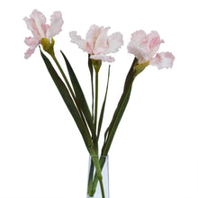 Load image into Gallery viewer, The Natural Garden Collection Pale Pink Fringed Iris
