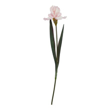 Load image into Gallery viewer, The Natural Garden Collection Pale Pink Fringed Iris
