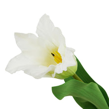 Load image into Gallery viewer, The Natural Garden Collection White Parrot Tulip
