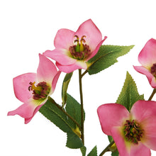 Load image into Gallery viewer, The Natural Garden Collection Pink Varigated Hellibore
