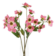 Load image into Gallery viewer, The Natural Garden Collection Pink Varigated Hellibore
