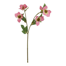 Load image into Gallery viewer, The Natural Garden Collection Pink Varigated Hellibore
