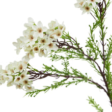 Load image into Gallery viewer, The Natural Garden Collection White Waxflower
