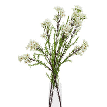 Load image into Gallery viewer, The Natural Garden Collection White Waxflower
